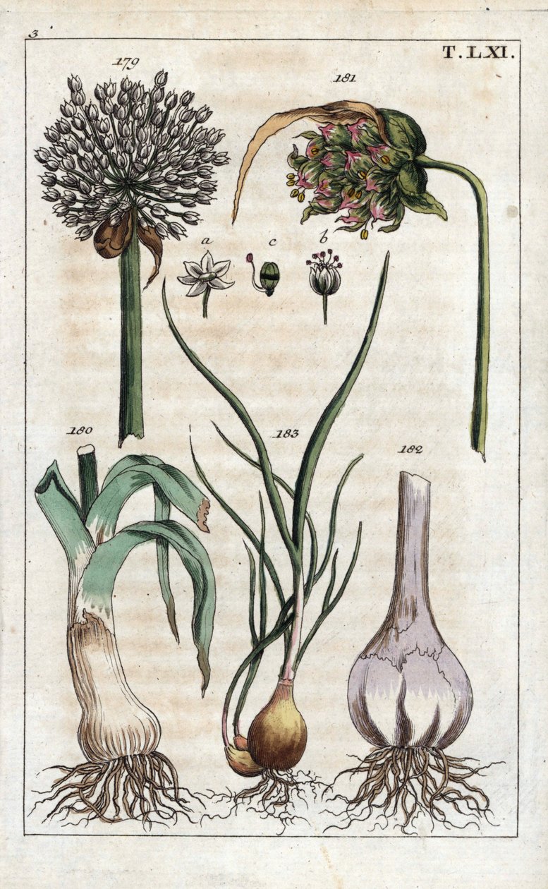 Botanie: prei, knoflook, sjalot - Prei, Allium pollum 179, knoflookbloem, Allium sativum 181, knoflookbol 182, en sjalot, Allium cepa var. aggregatum, ascalonicum door Unbekannter Künstler