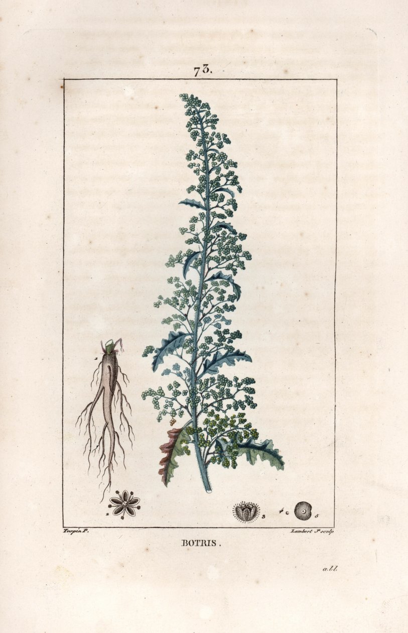 Botris (Chenopodium botrys) - Gravure door Lambert fils, naar een tekening van Pierre Jean Francois Turpin, uit La flore medicale, door Chaumeton, Poiret et Chamberet, Parijs 1830 - Jeruzalem eikenblad, Dysphania botrys door Unbekannter Künstler