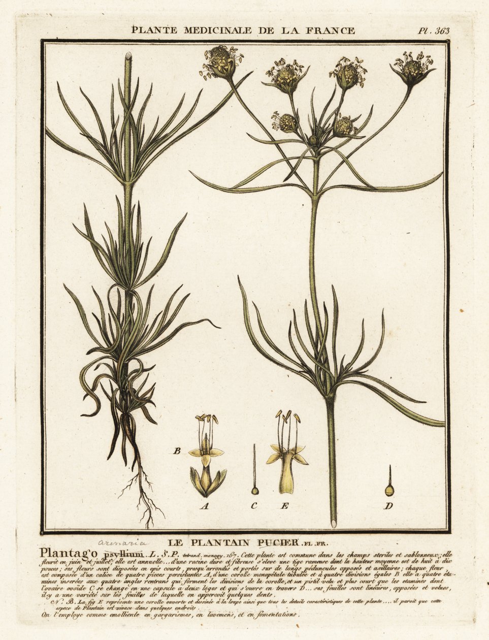 Vertakte weegbree, Plantago indica door Unbekannter Künstler