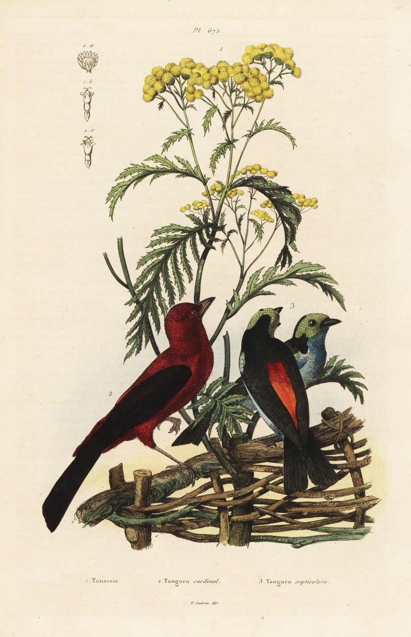 Braziliaanse tangare, Ramphocelus bresilius, en paradijstangare, Tangara chilensis door Unbekannt
