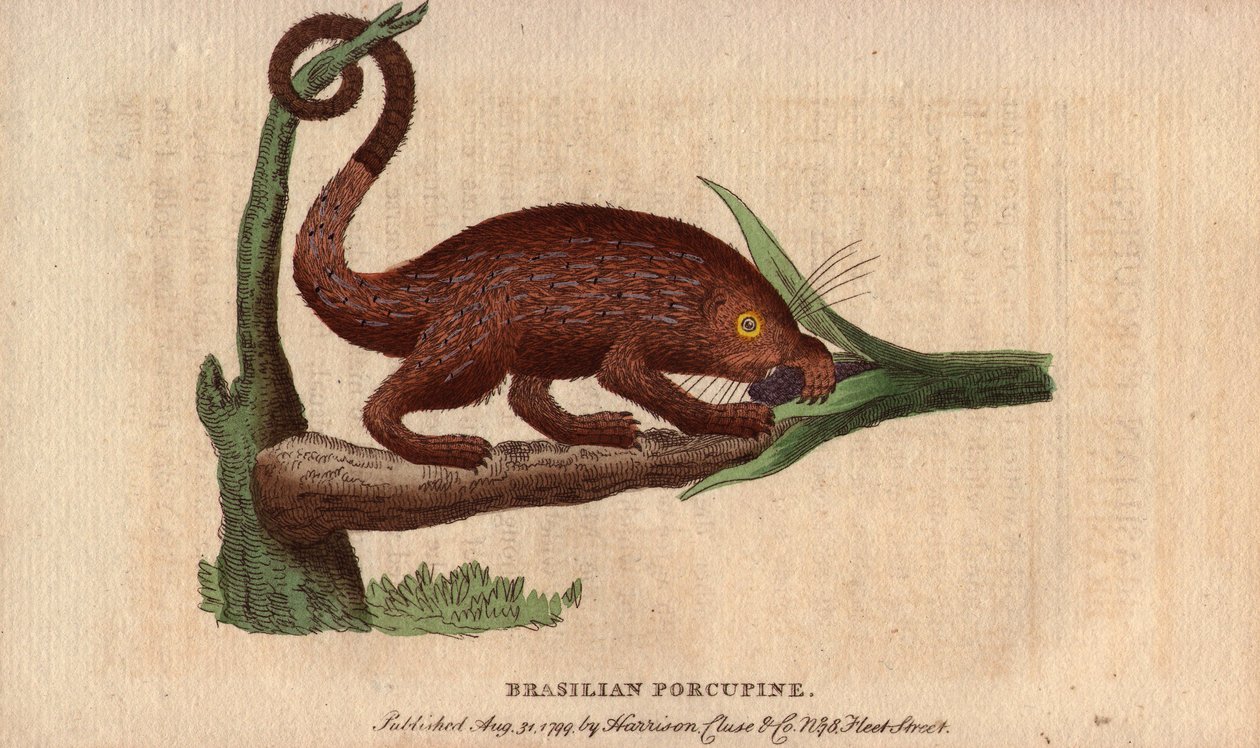 Braziliaanse epische varken (Coendou prehensilis) door Unbekannter Künstler
