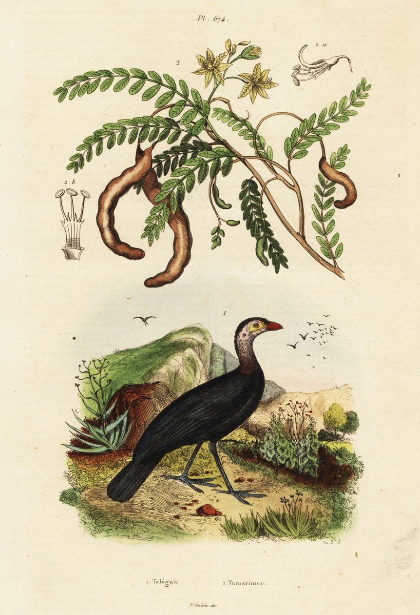 Bosborstelkalkoen en tamarinde, 1834-1839 (gravure) door Unbekannter Künstler