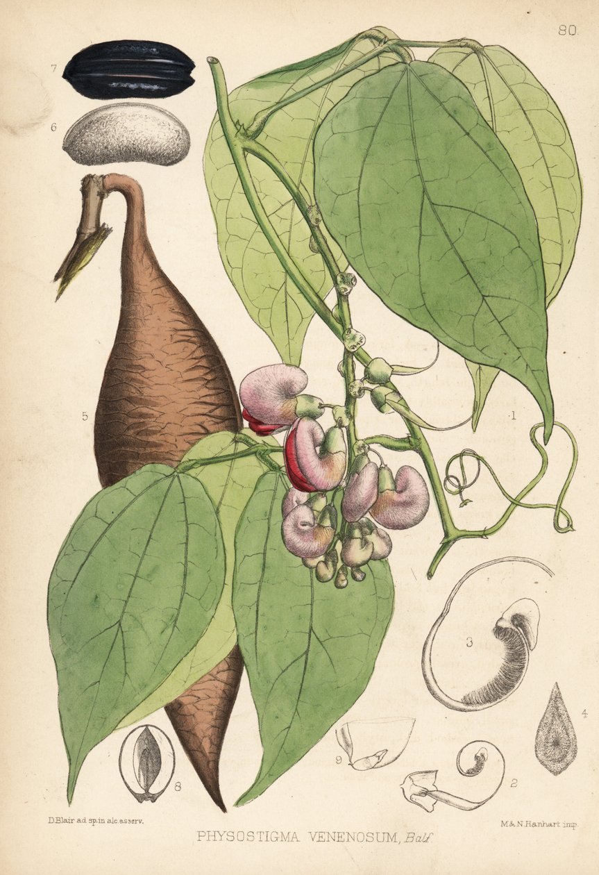 Calabarboon of beproevingsboon. Physostigma venenosum. Handgekleurde lithografie door Hanhart naar een botanische illustratie door David Blair uit Robert Bentley en Henry Trimen