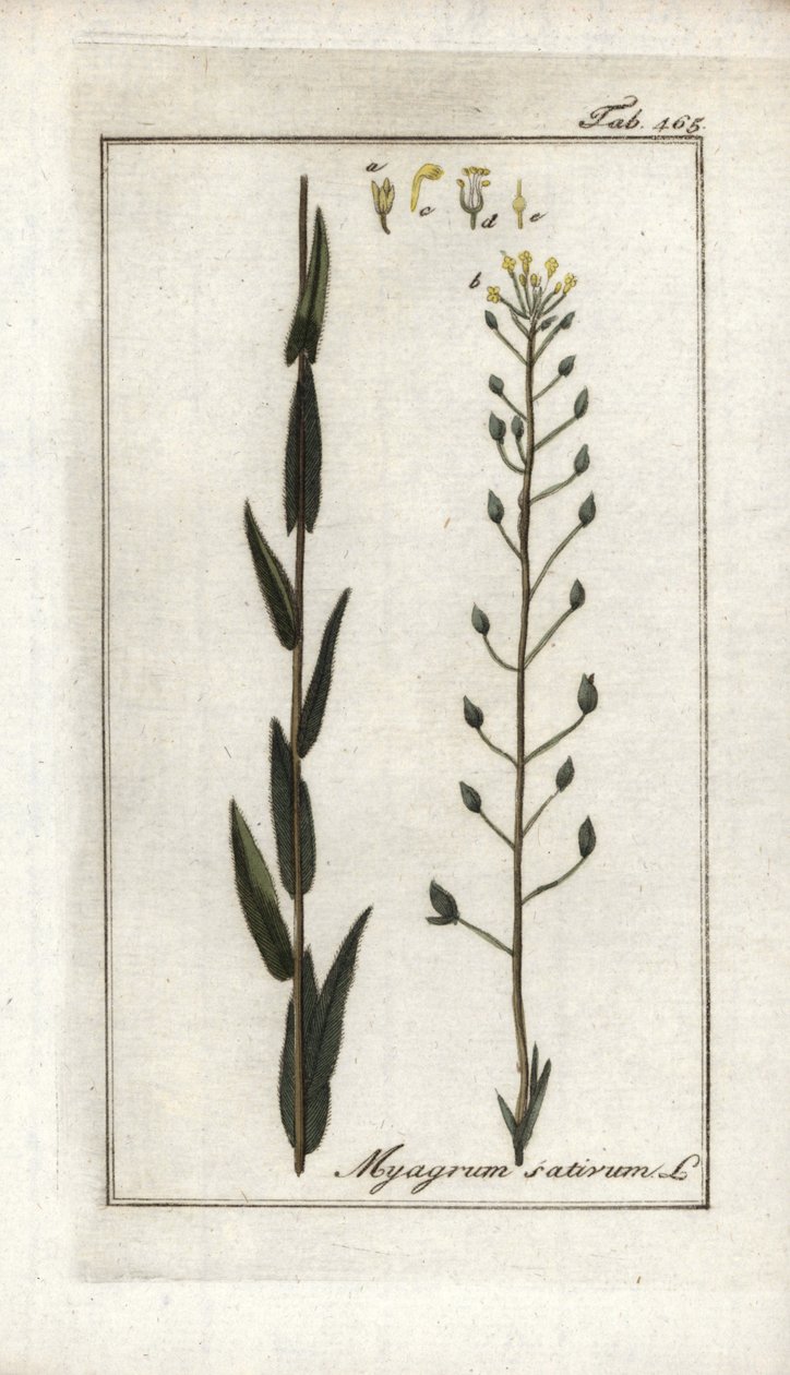 Camelina of valse vlas of sesam uit Duitsland (Camelina sativa). Lithografie uit “Afbeelding der Artseny-Gewassen” door Johannes Zorn (1739-1799), Nederland door Unbekannter Künstler