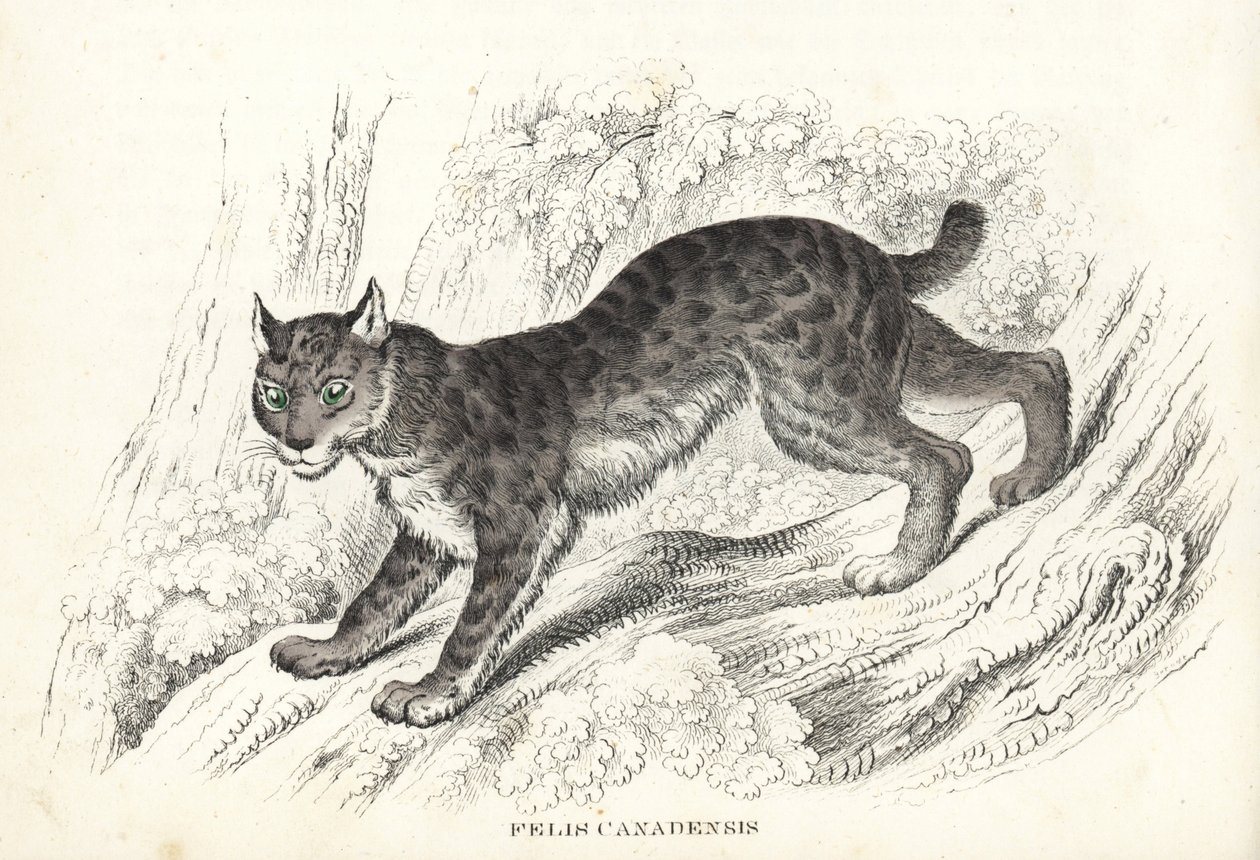 Canadese lynx, Lynx canadensis (Felis canadensis). Handgekleurde lithografie uit Georg Friedrich Treitschke