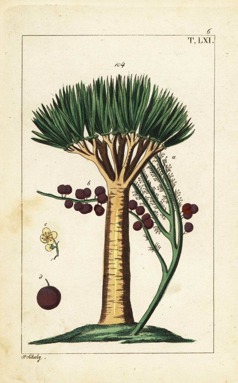 Drakenboom van de Canarische Eilanden, Dracaena draco. Kwetsbaar door Unbekannter Künstler