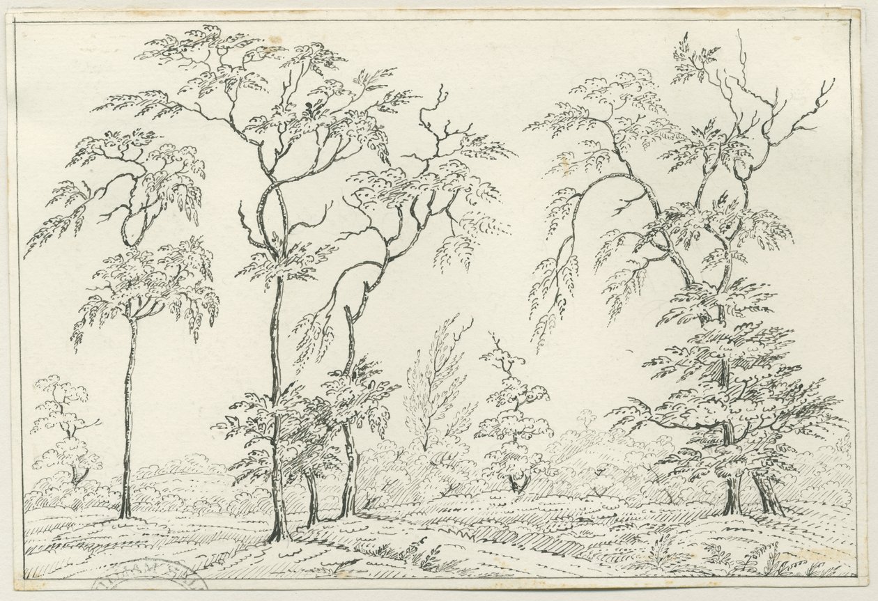 Cannock Chase: pen en potloodtekening, nd [?19e eeuw] door Unbekannt