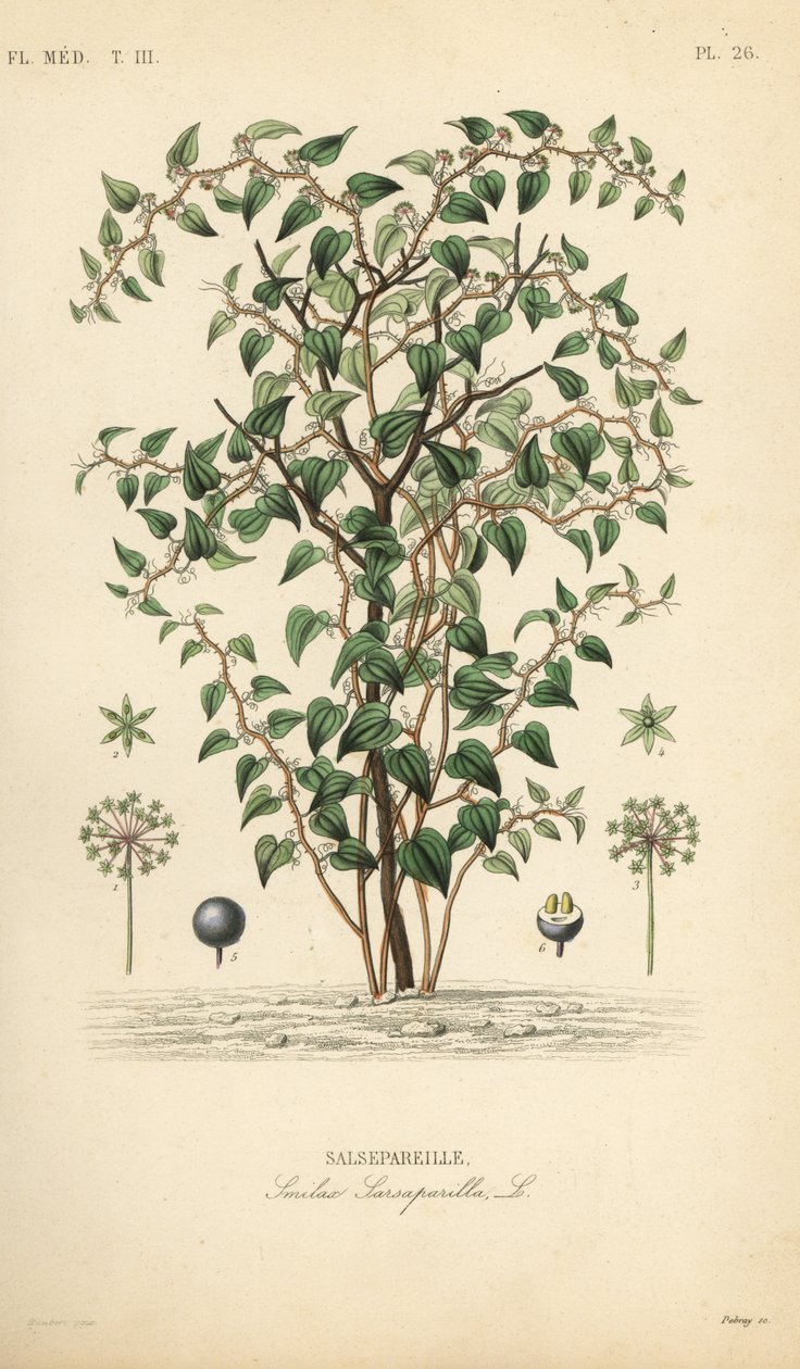 Katbraam of kattenbraam, Smilax glauca, Smilax sarsaparilla, Handgekleurde staalgravure door Debray naar een botanische illustratie door Edouard Maubert uit Pierre Oscar Reveil, A door Unbekannt