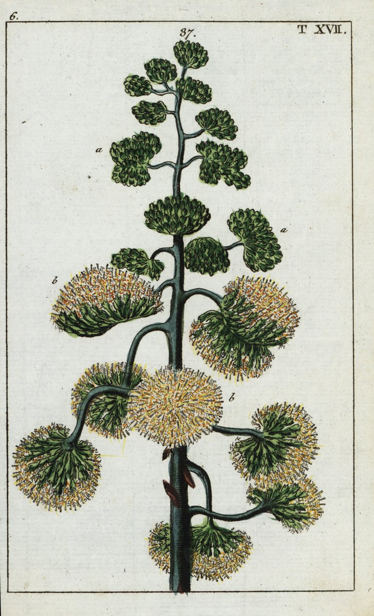 Eeuwplant, Agave americana door Unbekannter Künstler