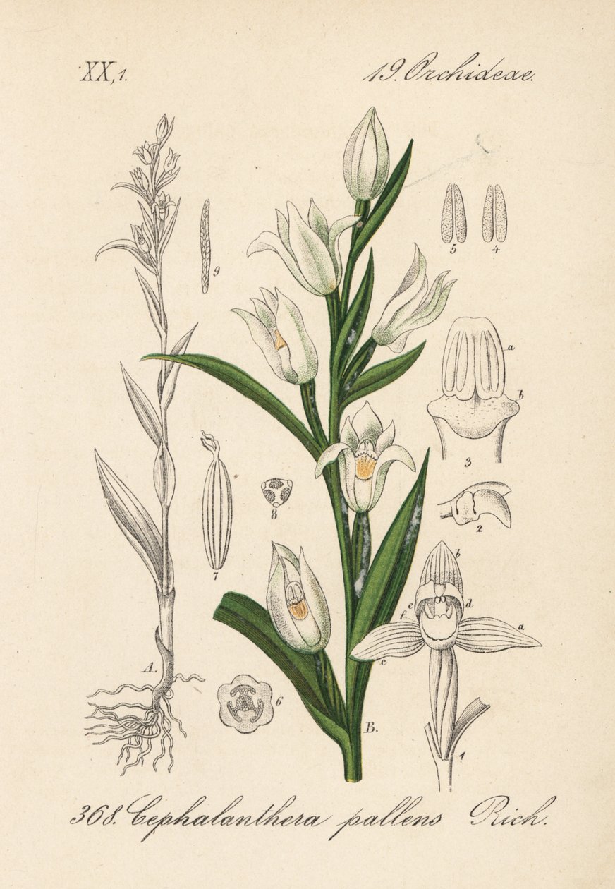 Cephalanthere heeft epe of langbladig - Zwaardbladige helleborine, Cephalanthera longifolia (Cephalanthera pallens). Handgekleurde lithografie uit Diederich von Schlechtendal