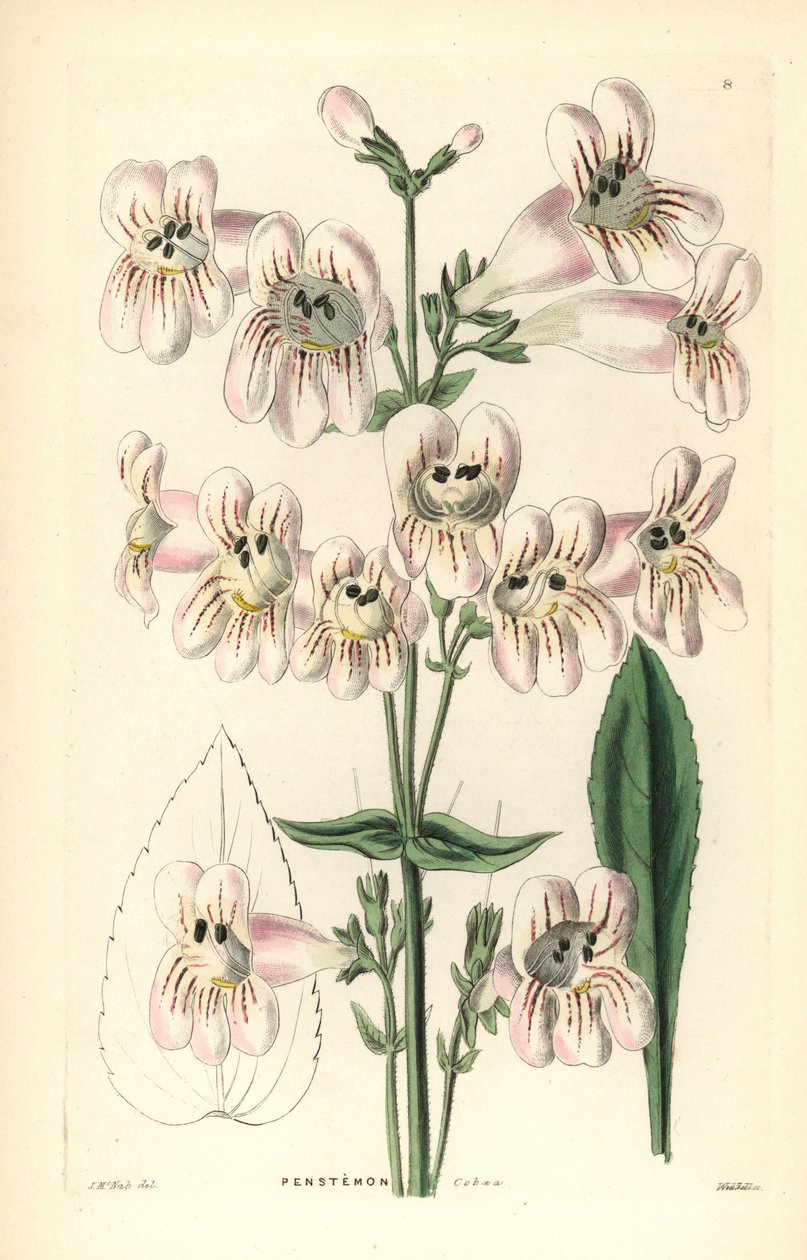 Cobaea-bloeiende penstemon, Penstemon cobaea. Handgekleurde koperplaat gravure door Weddell naar J. McNab uit John Lindley en Robert Sweet