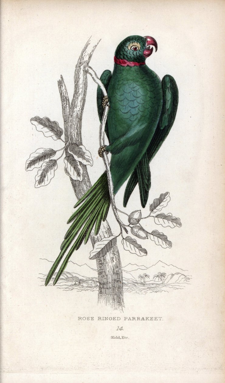 Halsbandparkiet. Lithografie van Joseph Kidd, gebaseerd op een tekening van John Audubon, in Miscellany of Natural History: Parrots, Sir Thomas DiK Lauder en Captain Thomas Brown, gepubliceerd in Edinburgh, Schotland, in 1833 door Unbekannter Künstler