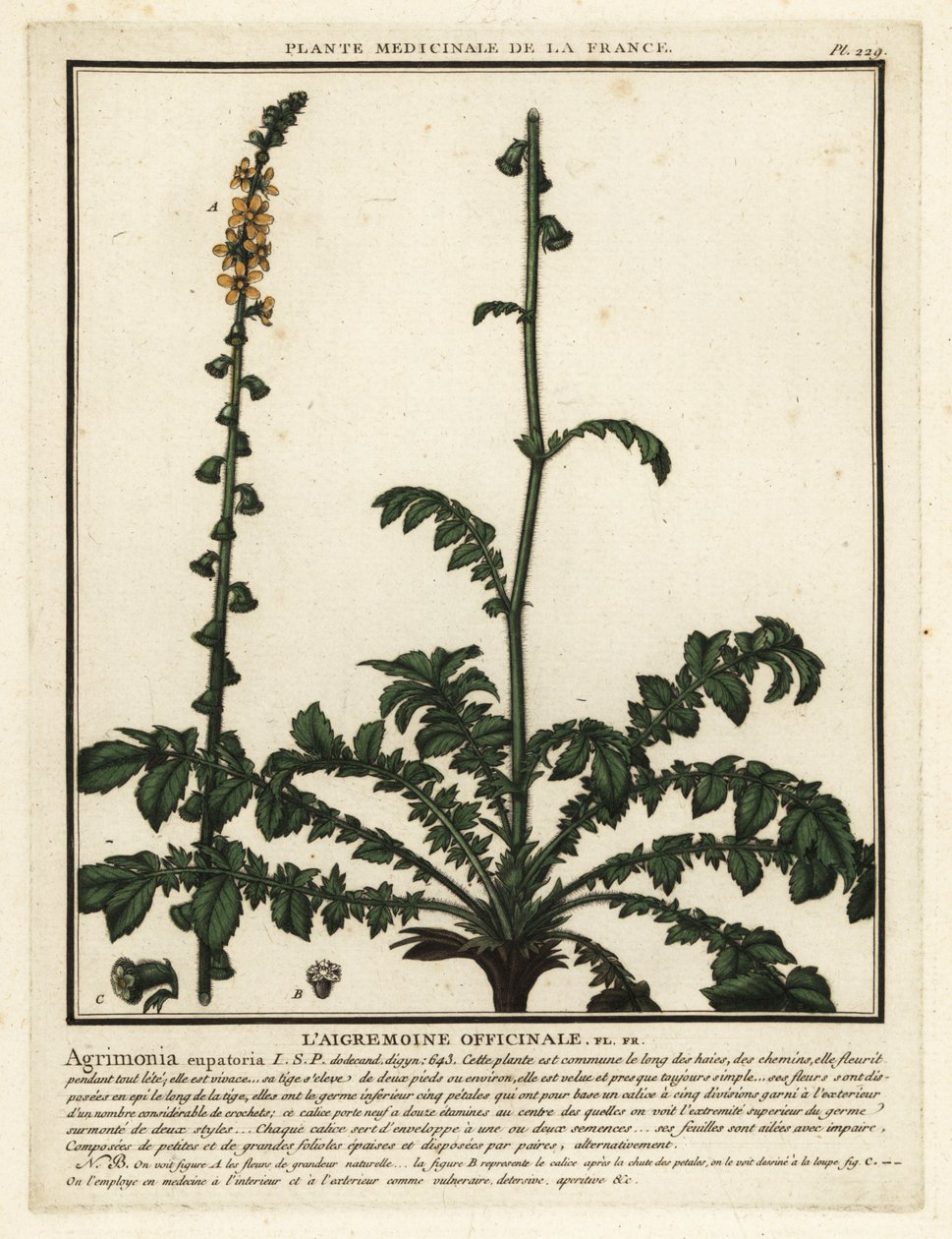 Gewone agrimonie, Agrimonia eupatoria door Unbekannter Künstler