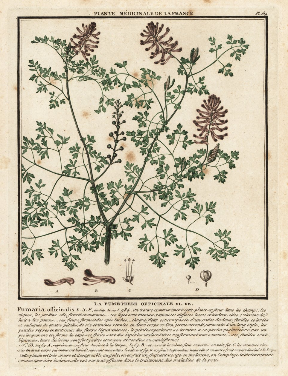 Duivenkervel, Fumaria officinalis door Unbekannter Künstler