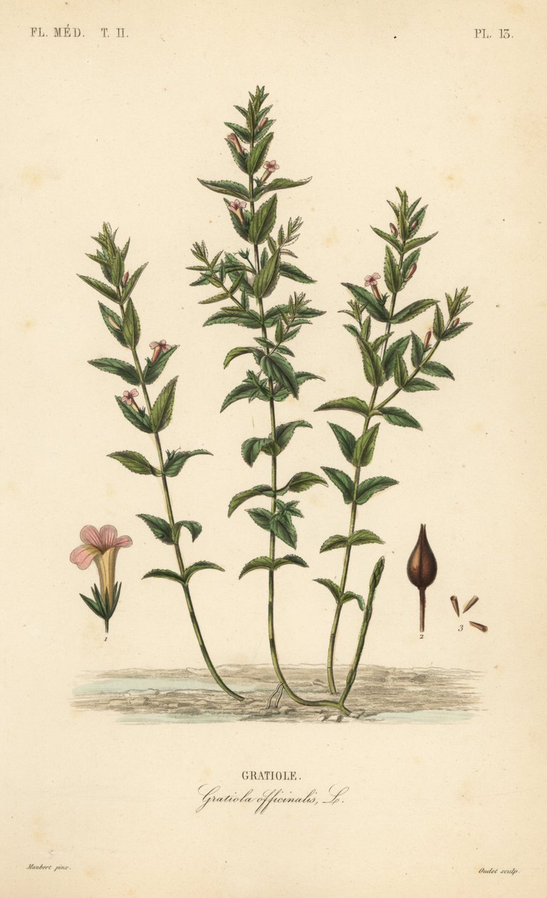 Gratiola of genadegras, Gratiola officinalis door Unbekannt