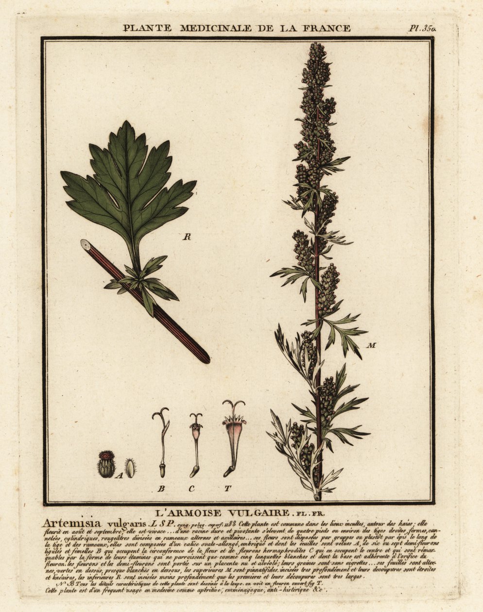 Bijvoet, Artemisia vulgaris door Unbekannter Künstler