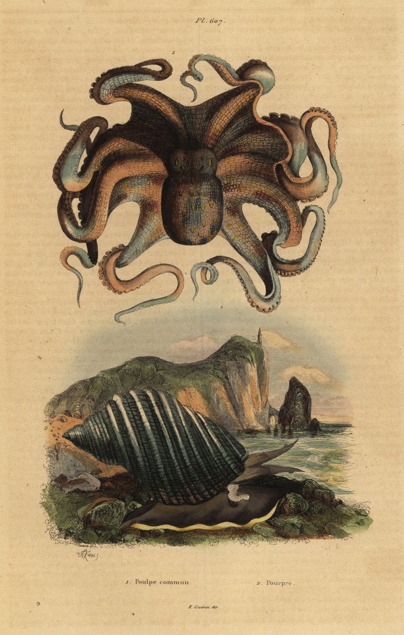 Gewone octopus, Octopus vulgaris 1, en zeeslak, Dicathais orbita 2 door Unbekannt