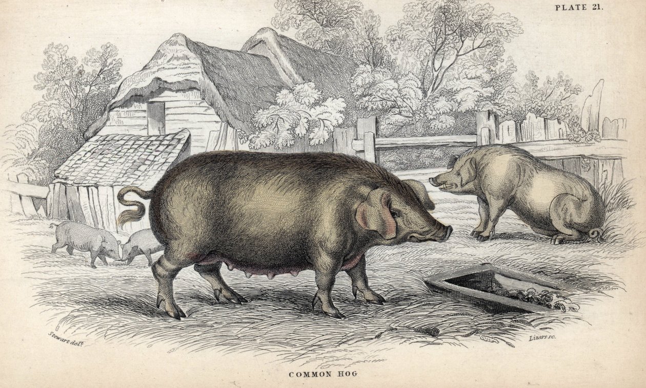 Gewoon varken in een varkensstal. Kopergravure door William Lizars, gebaseerd op een tekening van James Stewart, gepubliceerd in de Naturalist Library: zoogdieren, pachydermen en viervoeters met fijne huid, bewerkt door W. H. Lizars door Unbekannter Künstler