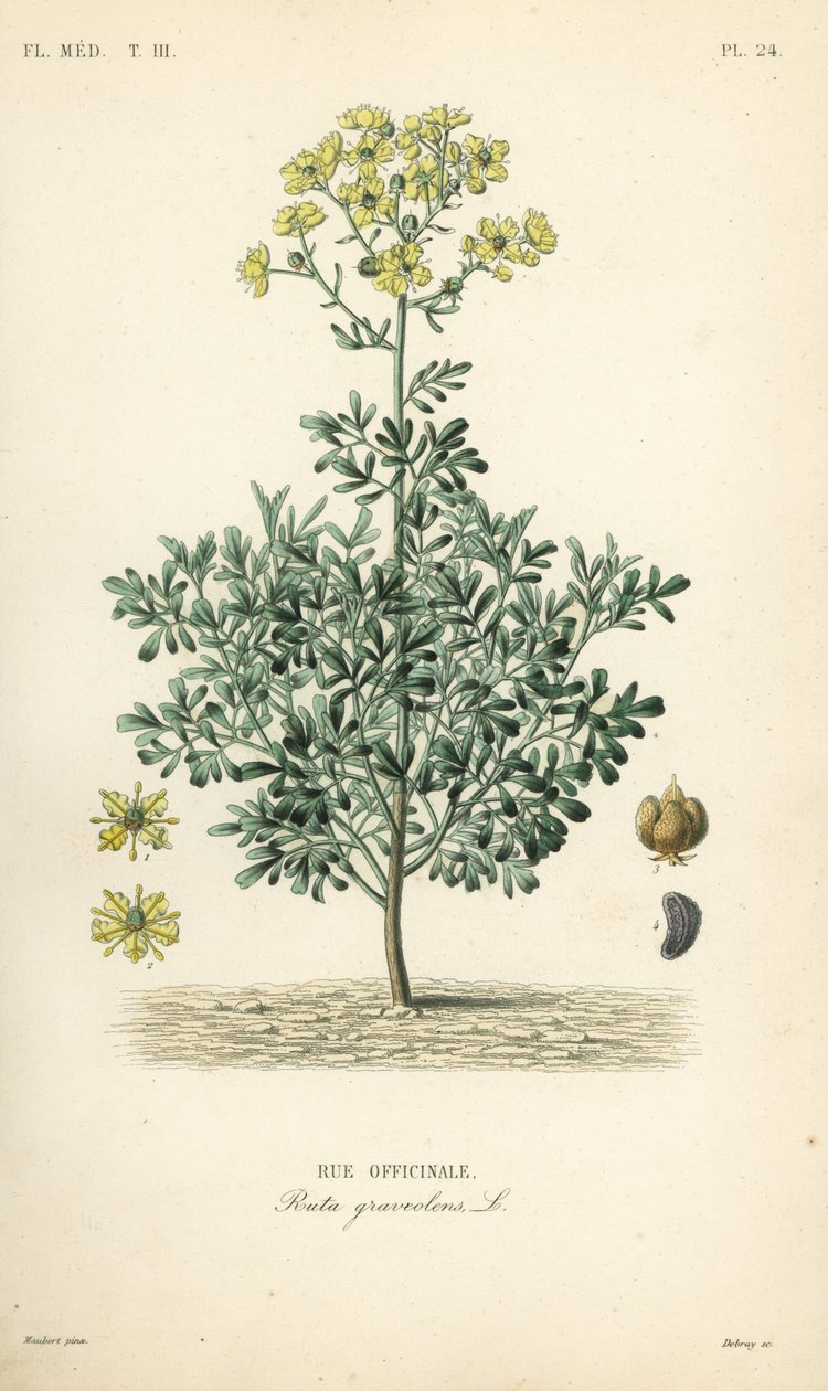 Gewone wijnruit of genadekruid, Ruta graveolens, Rue officinale door Unbekannt