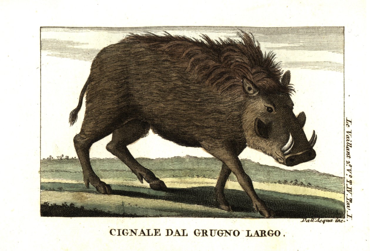 Gewone wrattenzwijn, Phacochoerus africanus. Uit Francois Le Vaillant (Levaillant door Unbekannter Künstler