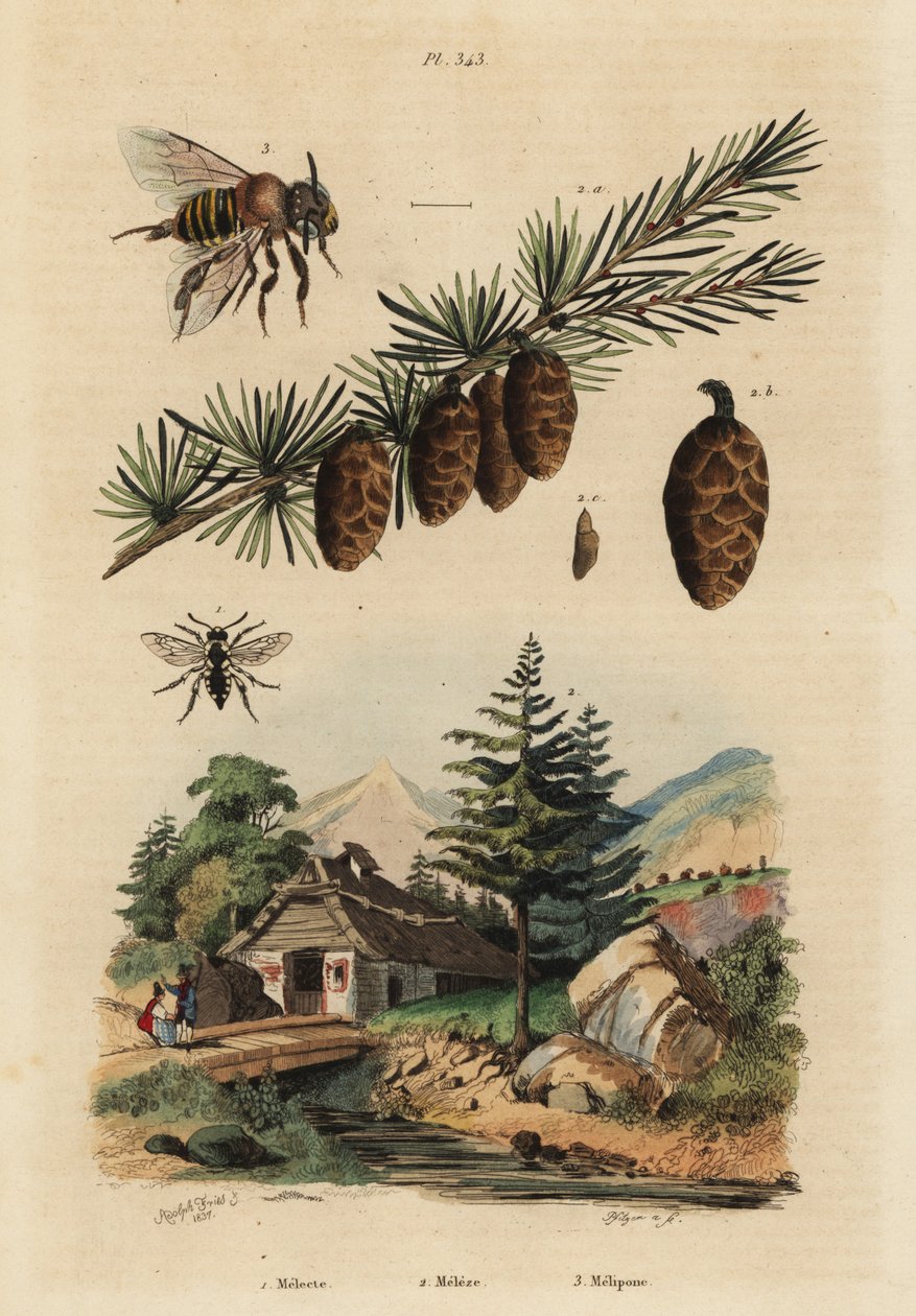 Koekoeksbij, Melecta albifrons, Europese lariks, Larix decidua, en steekloze melipona honingbij, Melipona favosa door Unbekannt