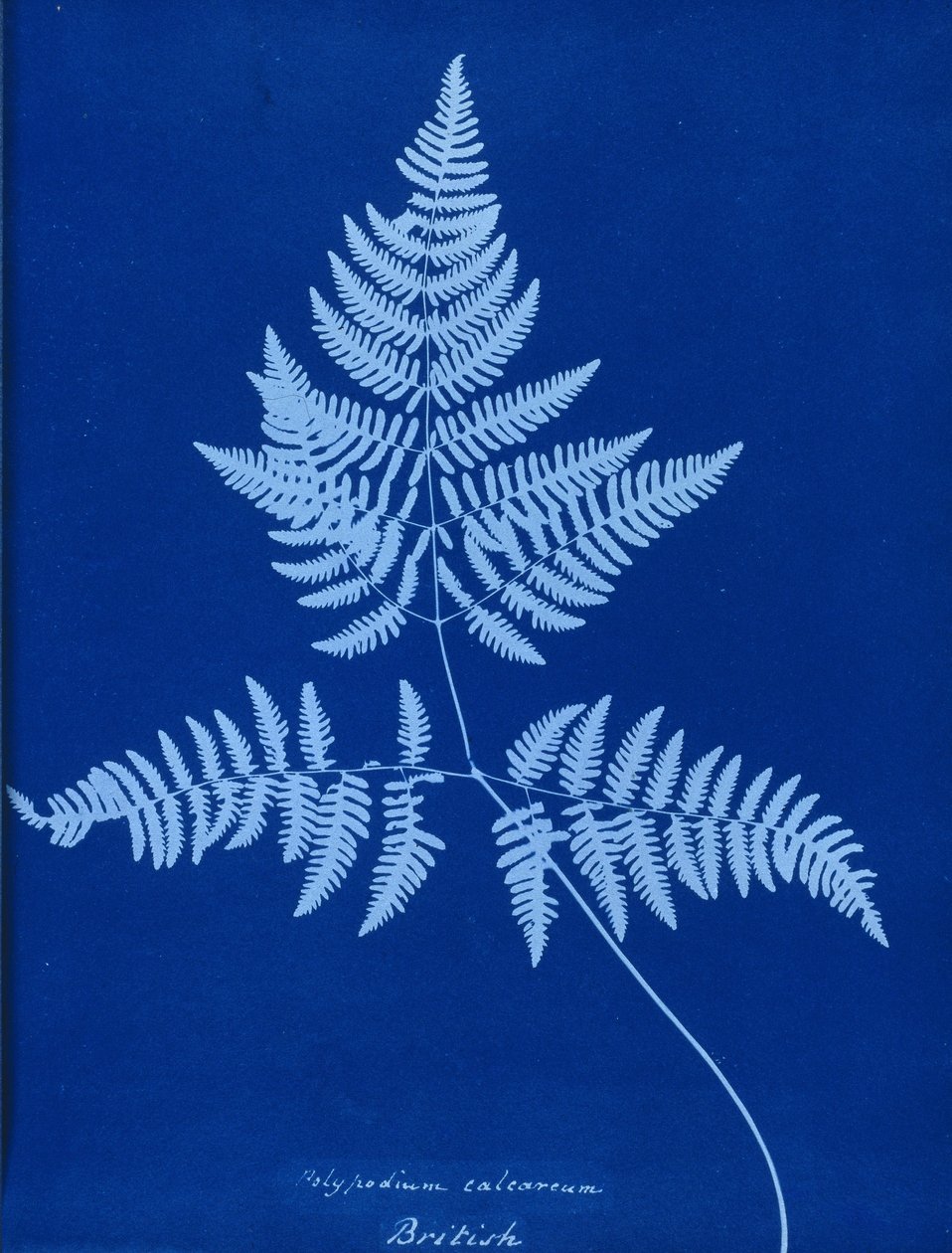Cyanotype van Polypodium calcareum door Unbekannt