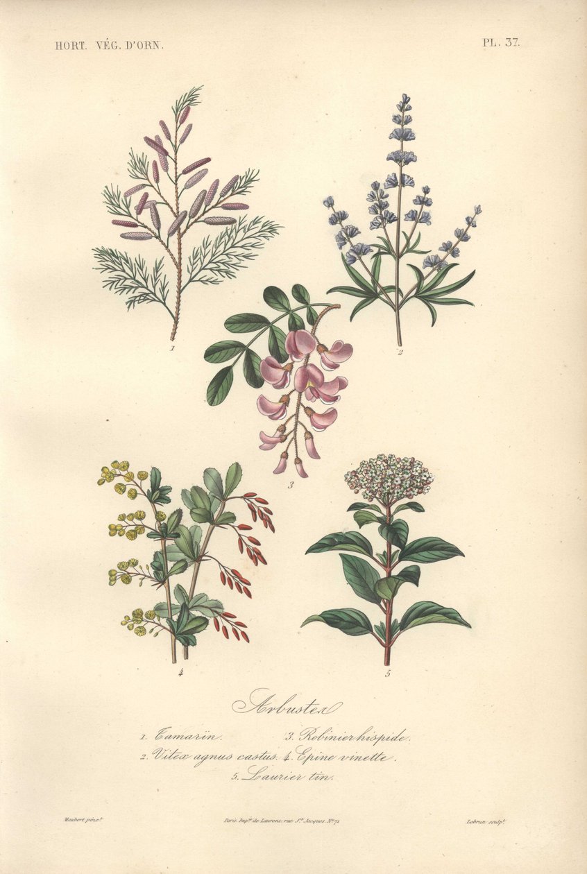 Decoratieve botanische prent met tamarinde, sprinkhaanboom, kuisboom, berberis en viburnum door Unbekannter Künstler