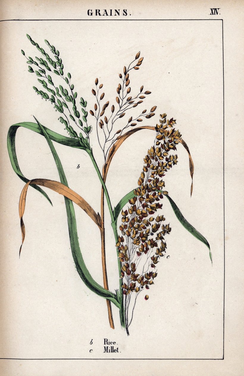 Beschrijving van graan: rijst en gierst. Chromolithografie in 