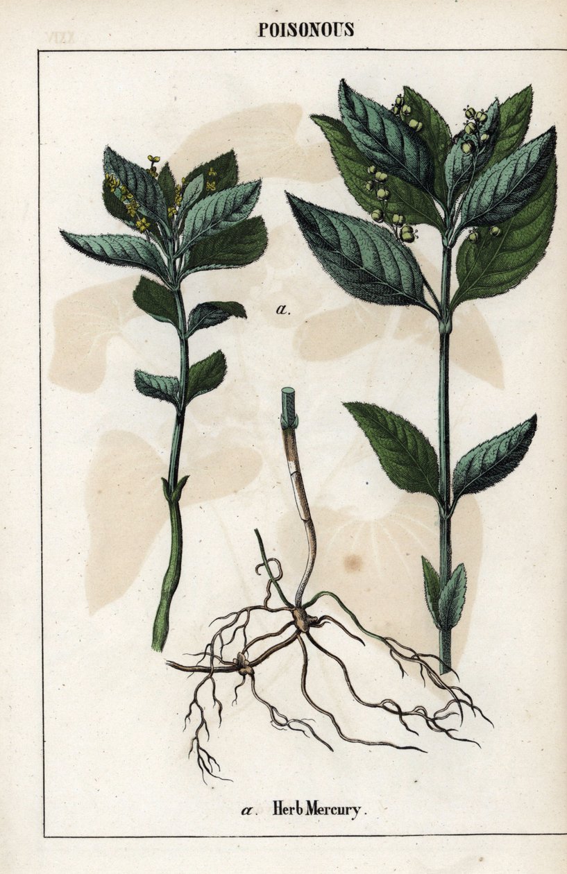 Beschrijving van de jaarlijkse mercuriale, plant bloemen, vruchten en wortels. door Unbekannter Künstler