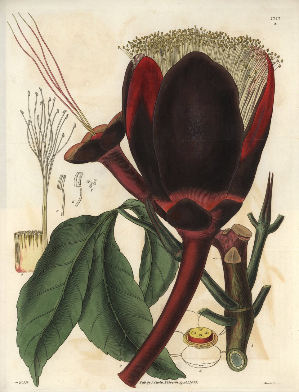 Beschrijving van de grote donkerbruine bloem van een pecanboomplant, die eetbare noten produceert, pecannoten. Plant afkomstig uit Zuid-Amerika. Illustratie door Wiliam Jackson Hooker, Britse botanicus en schrijver, professor aan de Universiteit van Glas door Unbekannter Künstler