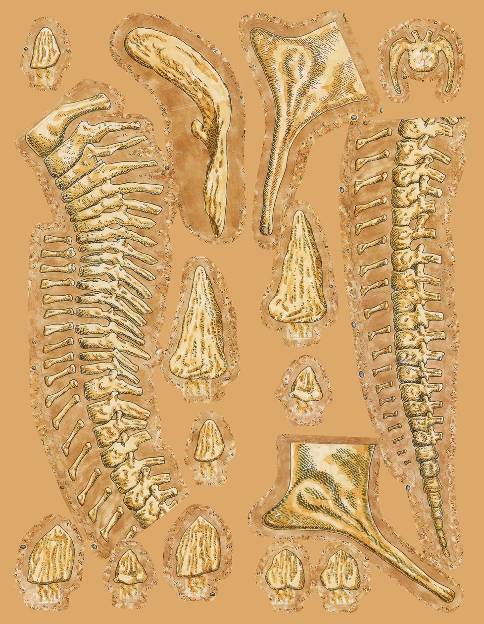 Dinosaurusbots op gekleurde achtergrond, close-up door Unbekannt