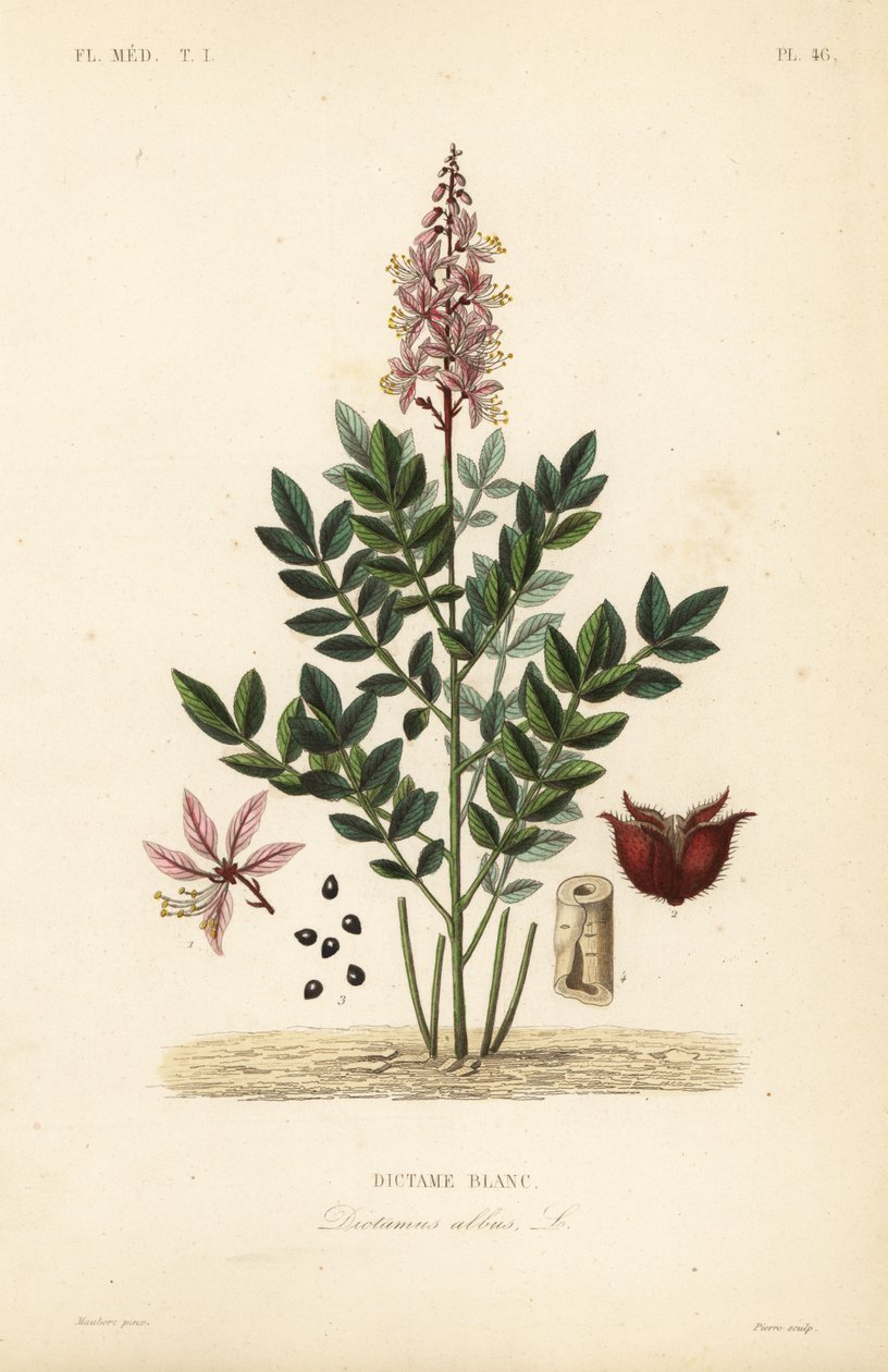 Vuurwerkplant, Dictamnus albus, Dictame blanc door Unbekannt