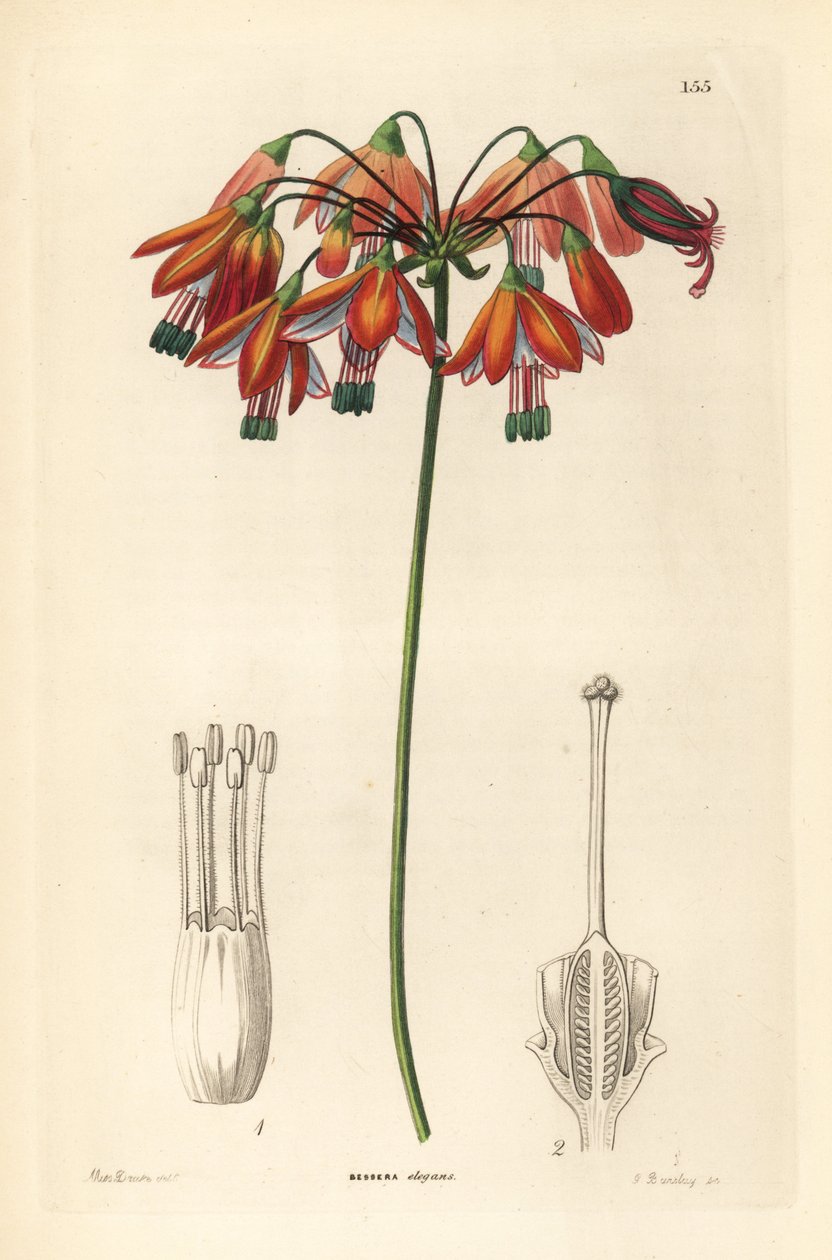 Druppel koraal of koraal uit Mexico - Koraaldruppels of elegante bessera, Bessera elegans. Handgekleurde kopergravure door G. Barclay naar Miss Sarah Drake uit John Lindley en Robert Sweet
