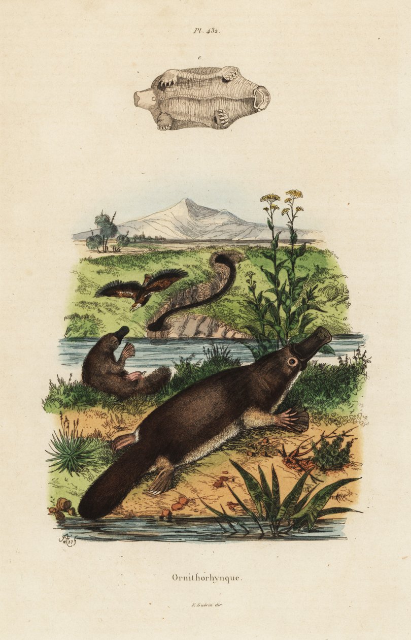 Vogelbekdier, Ornithorhynchus anatinus door Unbekannt