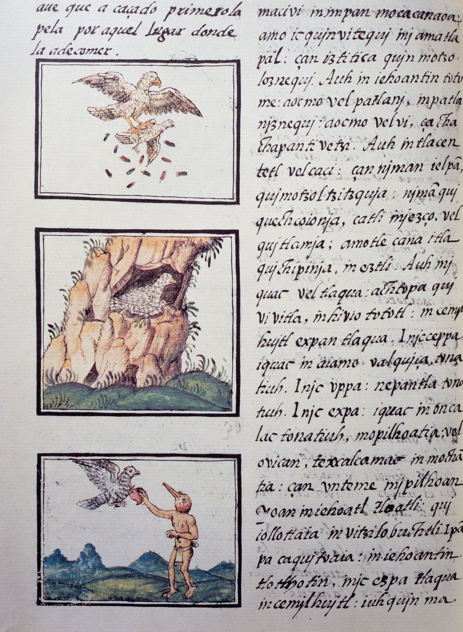Adelaars, pagina uit de Florentijnse Codex, tweetalige versie in Spaans en Nahuatl, Algemene Geschiedenis van de Dingen van Nieuw-Spanje door William M. Timlin