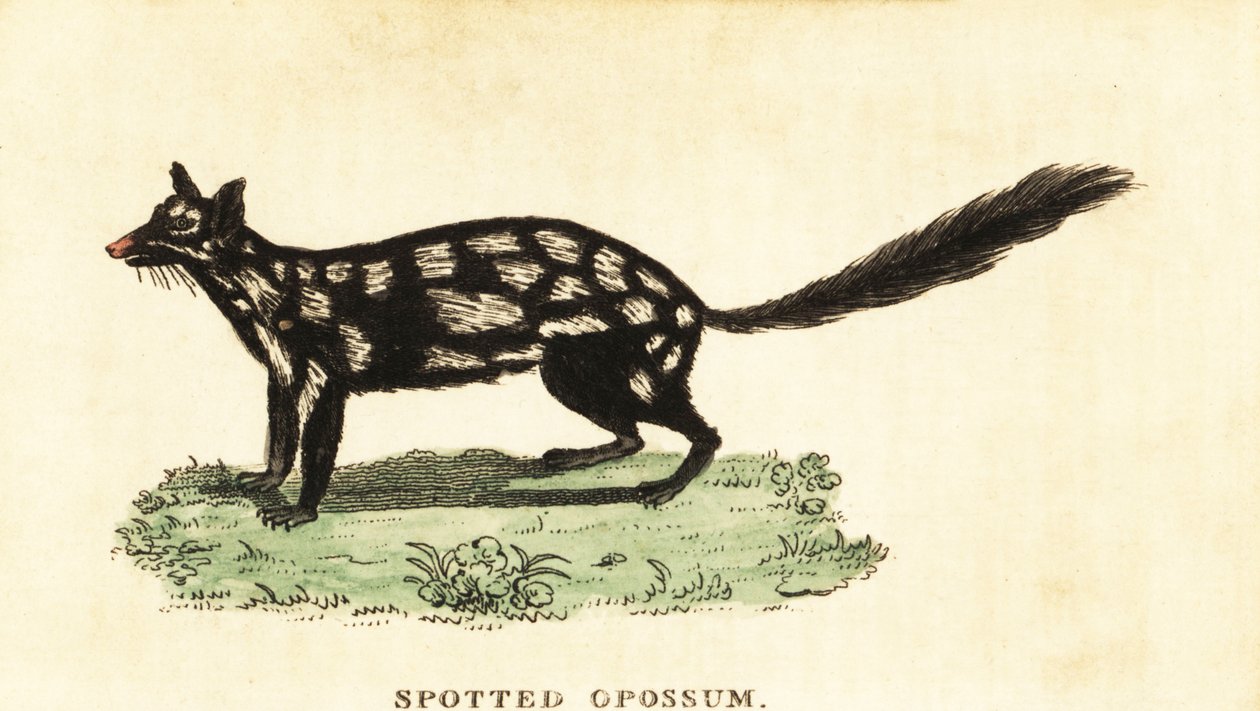 Oostelijke quoll, Dasyurus viverrinus door Unbekannter Künstler
