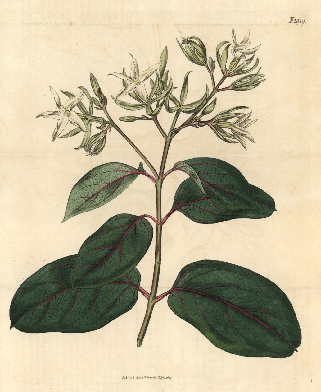 Echite - Kamettia caryophyllata (Kruidnagel-geurende echites, Echites caryophyllata) door Unbekannter Künstler