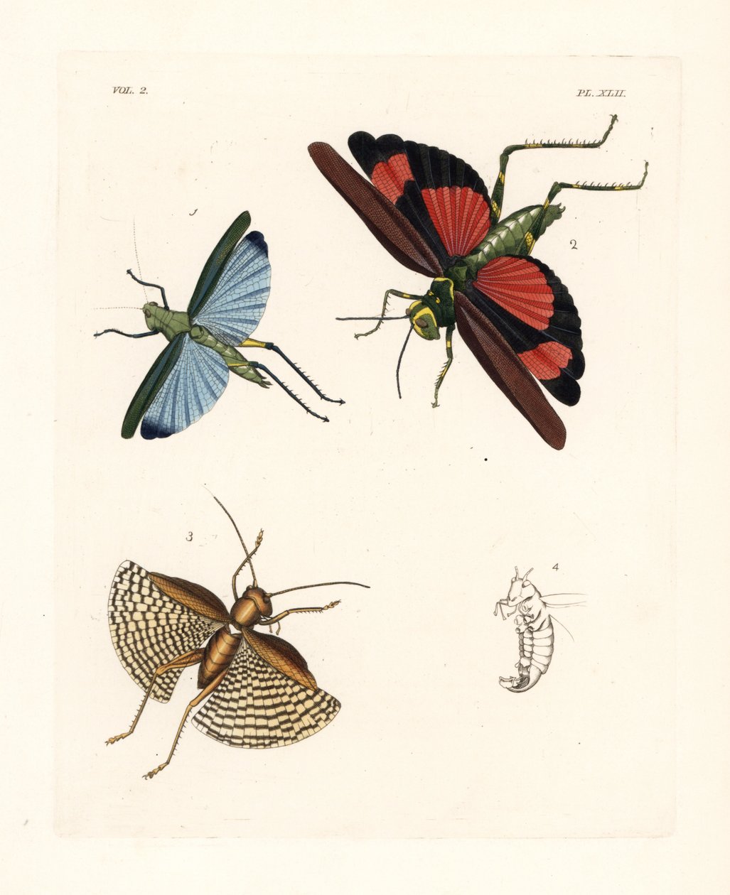Eupropacris coeruleus sprinkhaan 1, Chromacris miles 2, en Gryllacris tessellata 3. Handgekleurde lithografie uit John O. Westwood