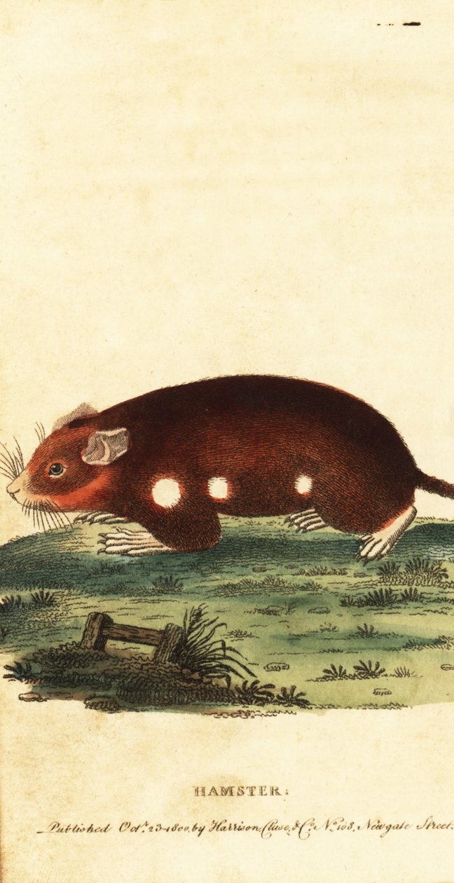 Europese hamster, Cricetus cricetus. Kritiek bedreigd, 1800 (gravure) door Unbekannter Künstler