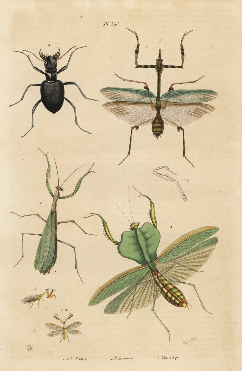 Europese bidsprinkhaan, Mantis religiosa 1, bladbidsprinkhaan, Choeradodis rhomboidea 2, tijgerkever, Manticora latipennis 3, mantidvlieg, Mantispa styriaca 4 door Unbekannt