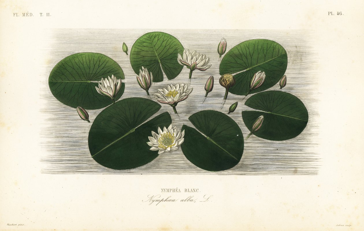 Europese witte waterlelie, Nymphaea alba door Unbekannt