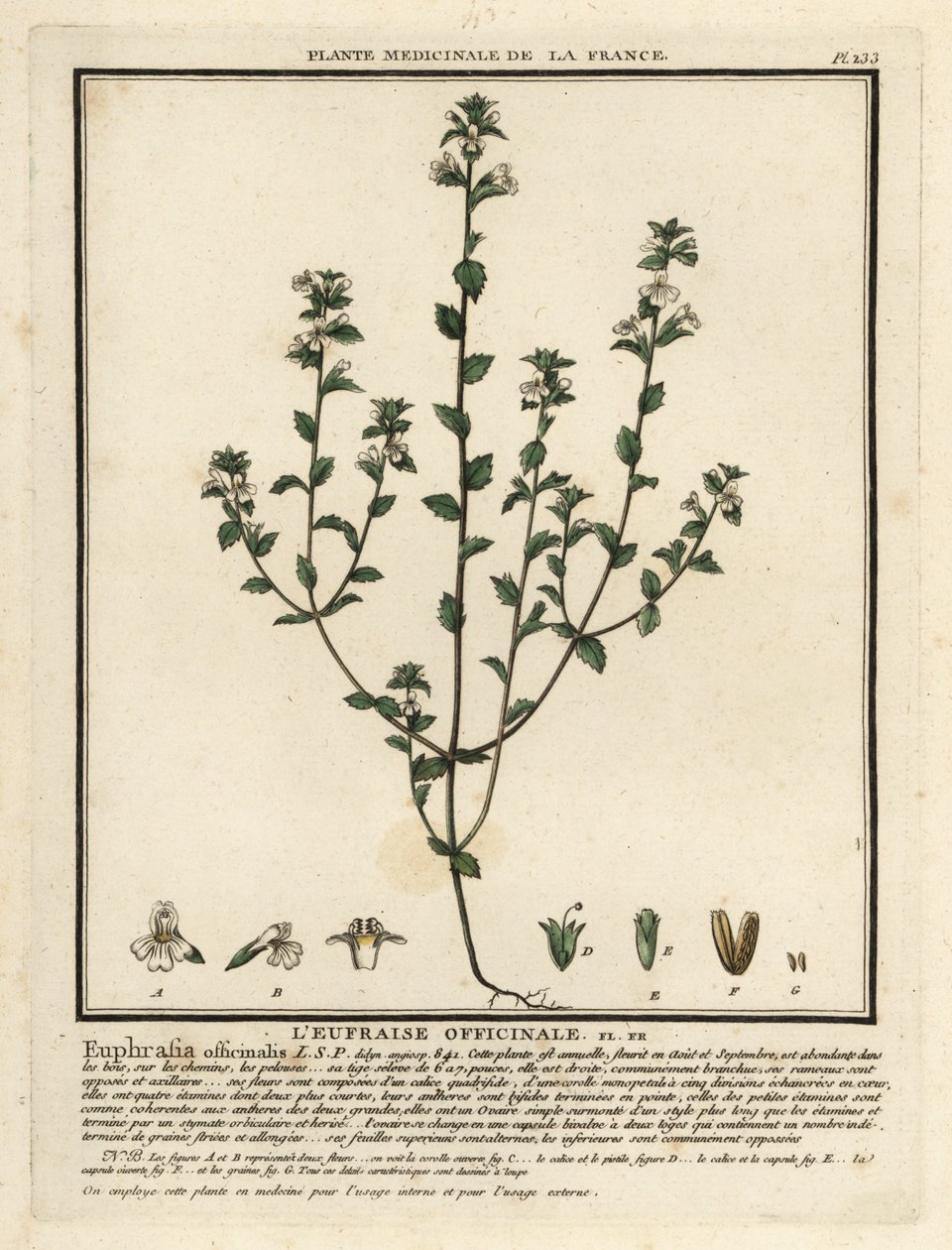 Ogentroost, Euphrasia rostkoviana door Unbekannter Künstler