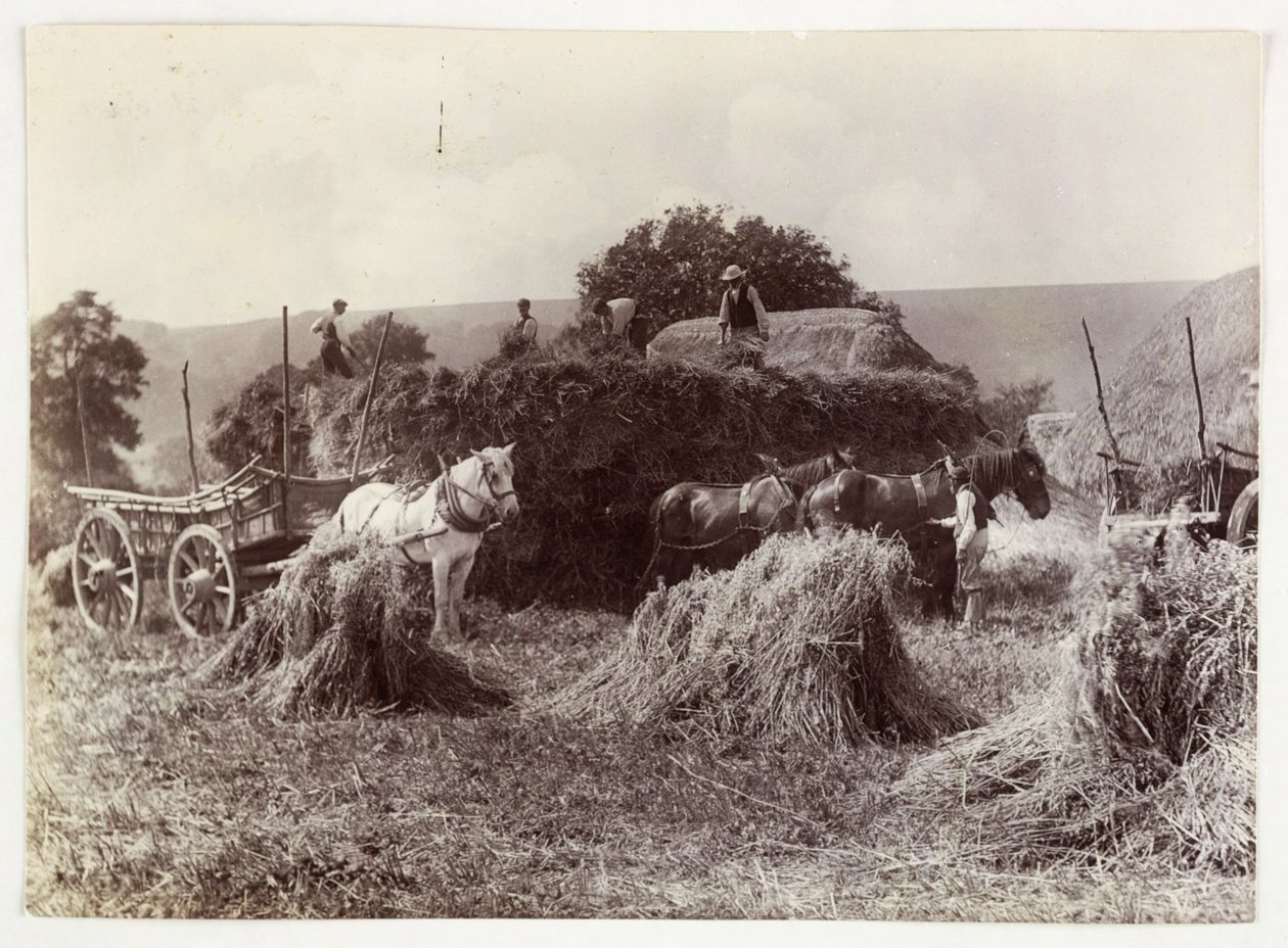 Landbouwscènes, Oogsten & Opslag, Pre-1900 Oogst, ca. 1890 door Unbekannt