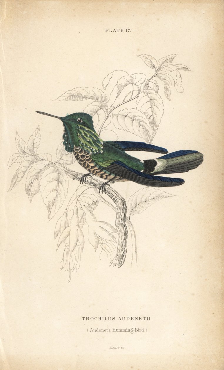Feestelijke coquette, Lophornis chalybeus (Audenet