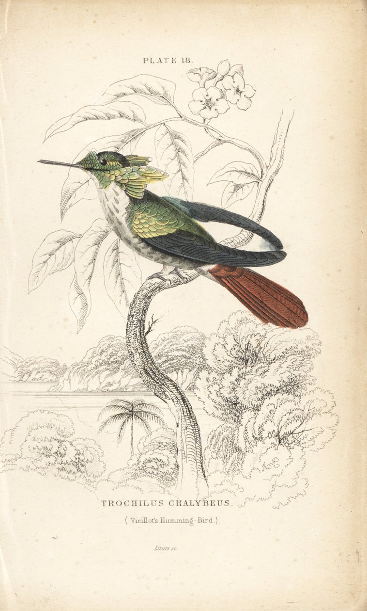 Feestelijke coquette, Lophornis chalybeus (Vieillot