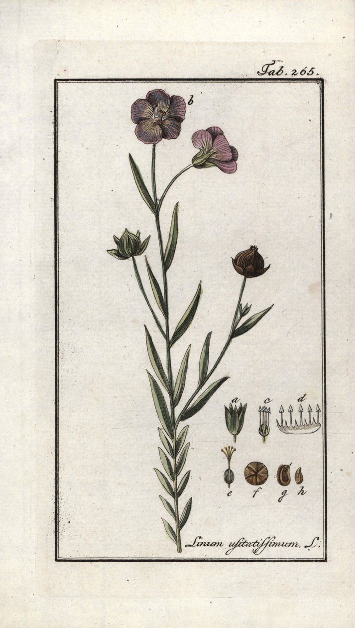 Vlaszaad (Linum usitatissimum). Lithografie uit 