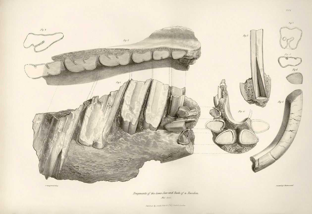 Fragment van kaak en tanden van Toxodon, een prehistorisch dier, gevonden door Charles Darwin nabij Montevideo, Uruguay tijdens zijn ontdekkingsreis aan boord van de Beagle. De Zoologie van de reis van H.M.S. Beagle onder bevel van Kapitein Fitzroy door Unbekannter Künstler