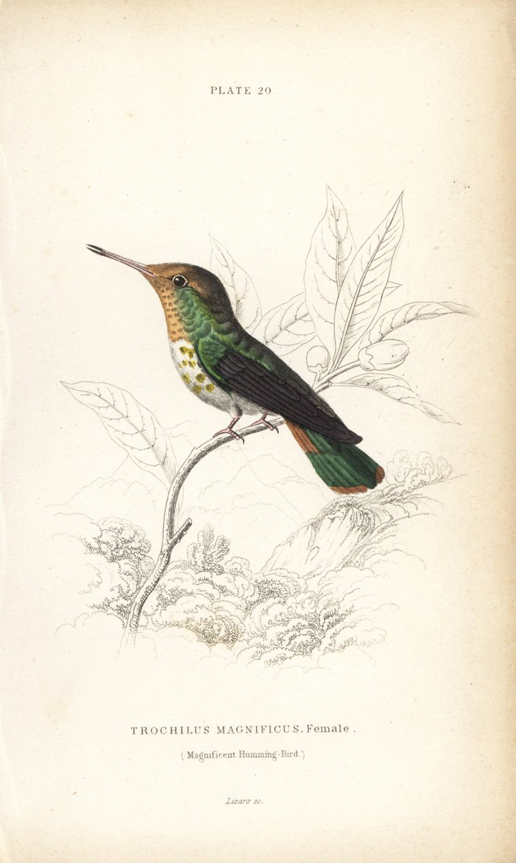 Franje coquette, Lophornis magnificus, vrouwelijk (Magnifieke kolibrie, Trochilus magnificus). Handgekleurde staalgravure door William Lizars uit Sir William Jardine