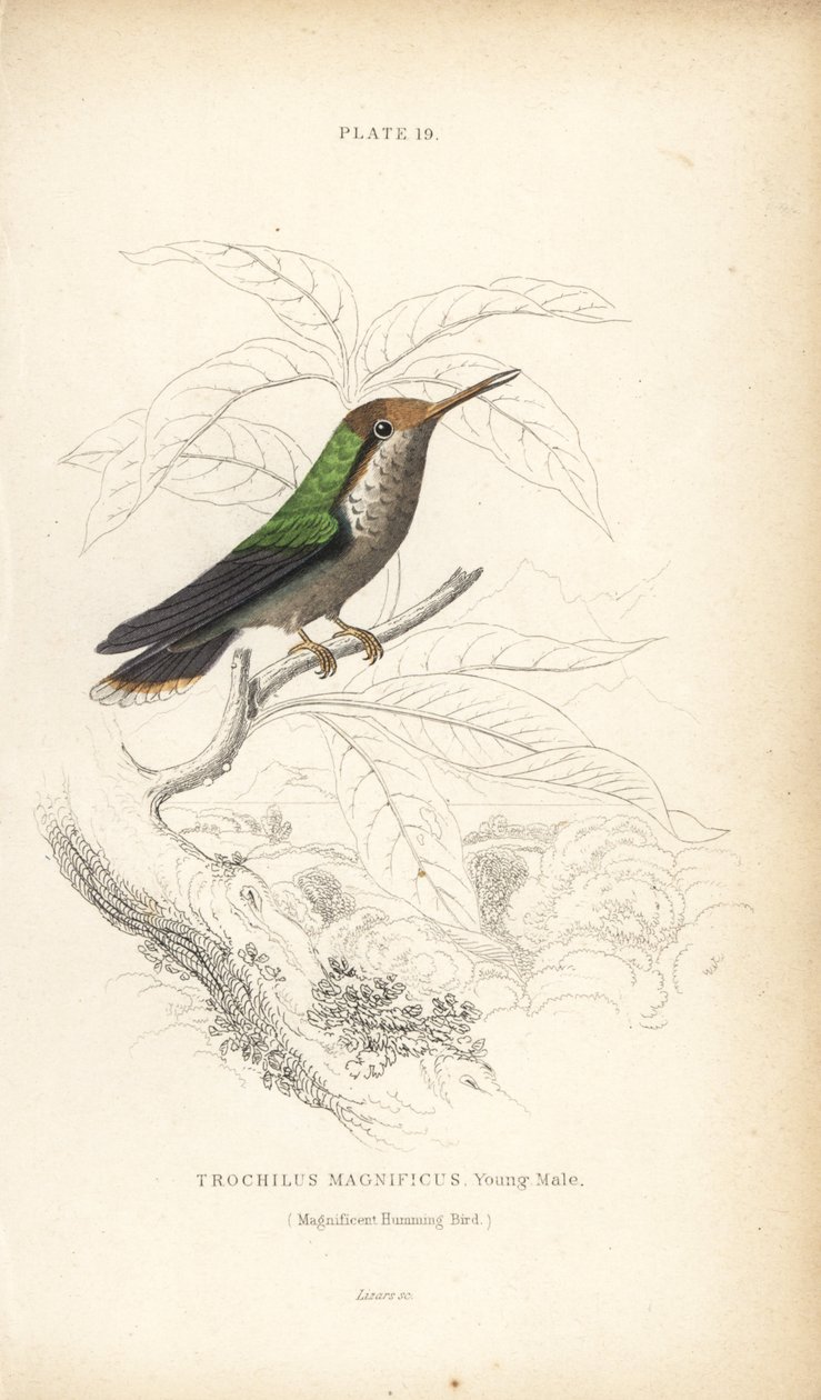 Franje coquette, Lophornis magnificus, jonge man (Magnifieke kolibrie, Trochilus magnificus) - William Jardine
