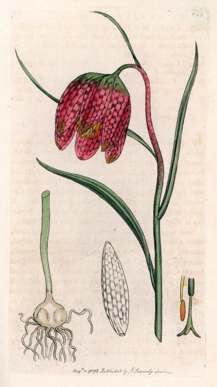 Fritillaria parelhoen of parelhoenei of dambord (Fritillaria meleagris) door Unbekannter Künstler
